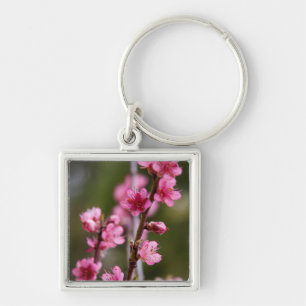 Chaveiro EUA, Califórnia. Flores Cor-de-Rosa Em Uma Árvore
