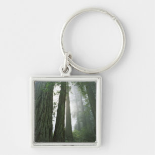 Chaveiro EUA, Califórnia, Parque Nacional Redwood, 2