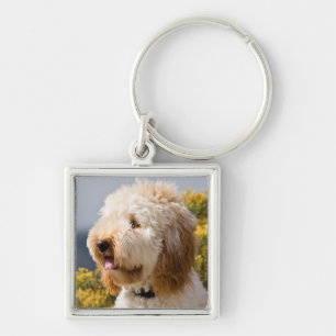 Chaveiro EUA, Califórnia. Retrato de Labradoodle 3