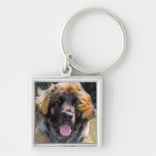 Chaveiro EUA, Califórnia. Retrato de Leonberger sentado
