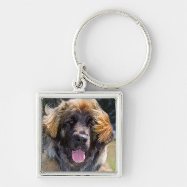Chaveiro EUA, Califórnia. Retrato de Leonberger sentado (Frente)
