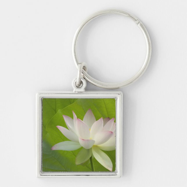 Chaveiro EUA, DC, Washington, Kenilworth Aquático (Frente)