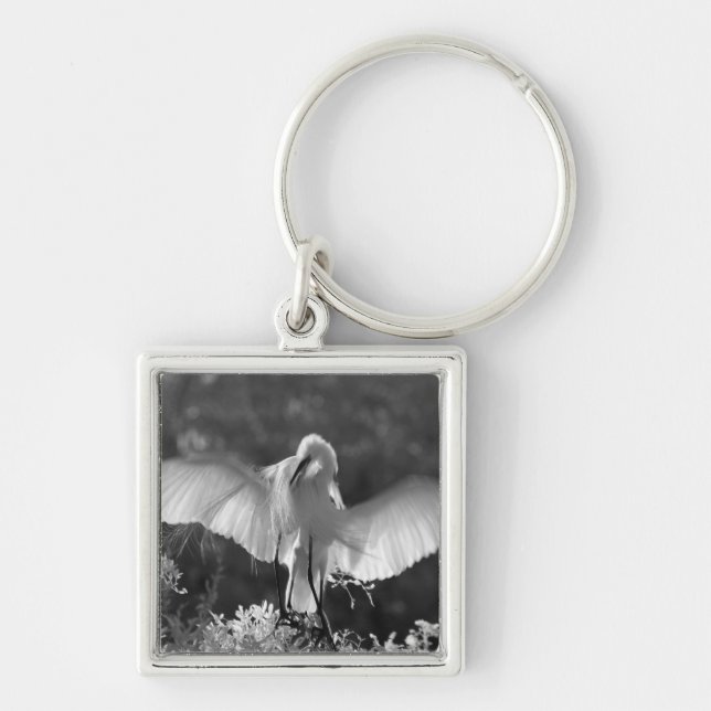 Chaveiro EUA, Flórida, Garça-branca-grande (Ardea alba) inf (Frente)