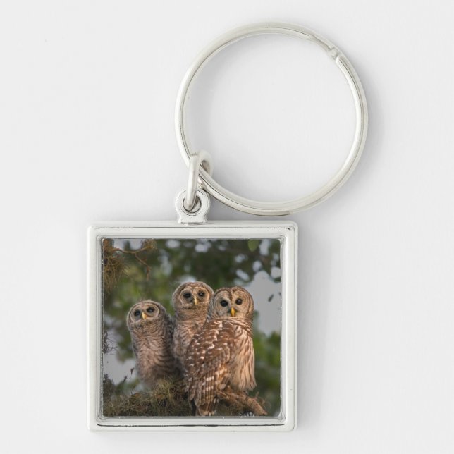 Chaveiro EUA, Florida, Viera Wetlands. Três barrado (Frente)