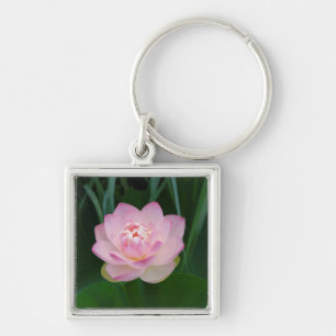 Chaveiro EUA, Kansas, Lírio de Água Rosa