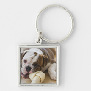 Chaveiro EUA, New-jersey, Jersey City, filhote de cachorro