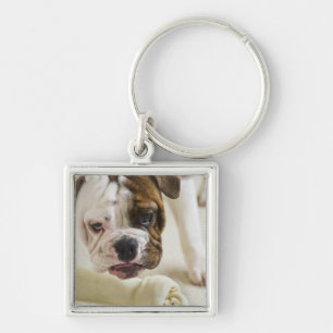 Chaveiro EUA, New-jersey, Jersey City, filhote de cachorro