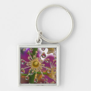 Chaveiro EUA, Oregon, Portland. Flores de Cosmos refletem e