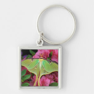 Chaveiro EUA, Pensilvânia. Mariposa-luna em clematite rosa