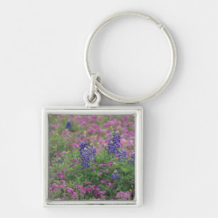 Chaveiro EUA, Texas Hill Country. Bluebonnets entre phlox