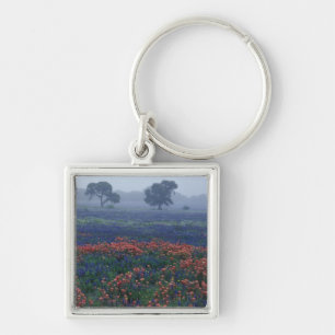 Chaveiro EUA, Texas, perto de Lytle Fog, carvalhos, blue bo