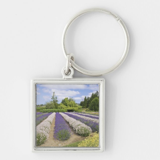 Chaveiro EUA, WA, Sequim, Purple Haze Lavender Farm (Frente)