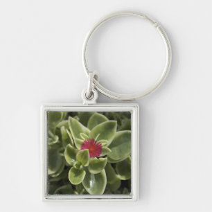 Chaveiro EUA, Washington, Woodinville, Flor de Sedum