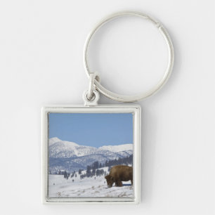 Chaveiro EUA, WY, Parque Nacional Yellowstone, Bisonte Amer
