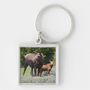 Chaveiro EUA, Wyoming, Montanhas Bighorn, alce Alces