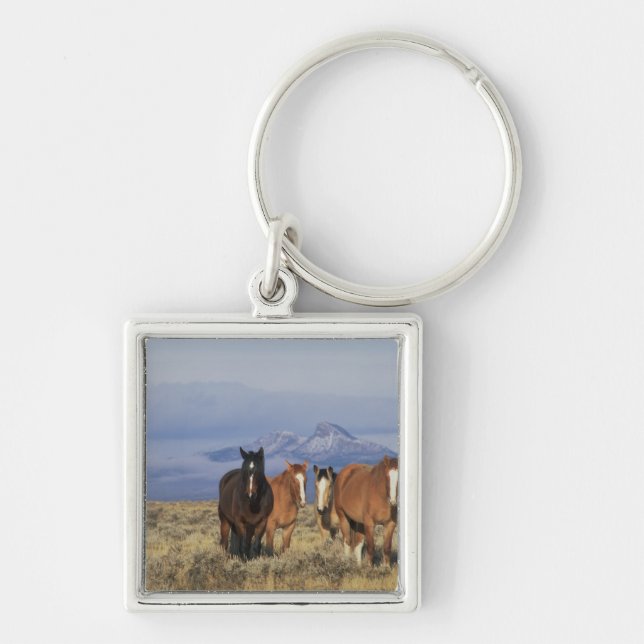 Chaveiro EUA, Wyoming, perto de Cody Grupo de cavalos (Frente)