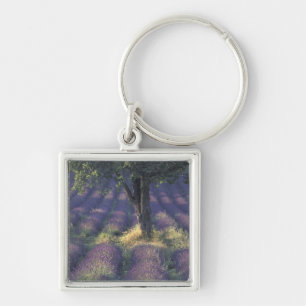 Chaveiro Europa, França, Provença, Sault, Lavanda