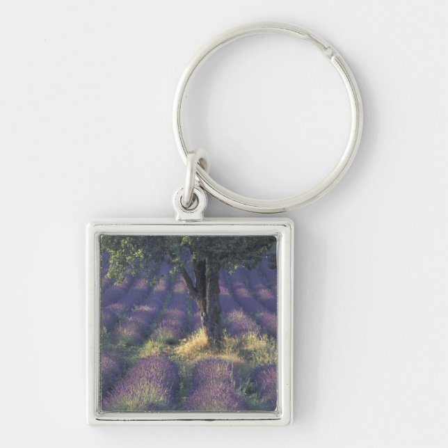 Chaveiro Europa, França, Provença, Sault, Lavanda (Frente)