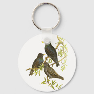 Chaveiro Europeu Starling