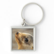 Face de Leão do Mar de Bebê