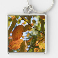 Fall Leaf Autumn Deixa Sky Nature Fotografia