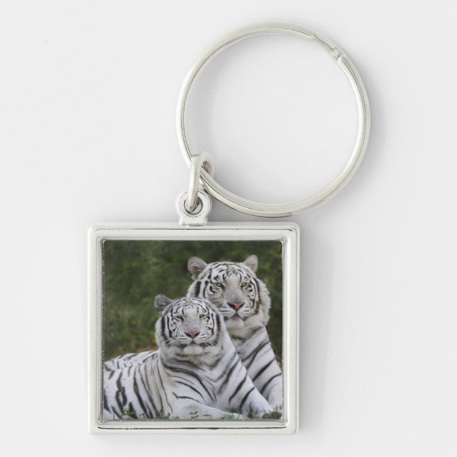 Chaveiro Fase branca, tigre-de-bengala, Tigris (Frente)