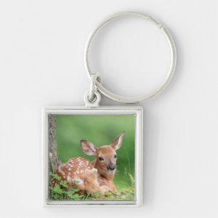 Chaveiro Fawn Adorável deitada debaixo de uma árvore