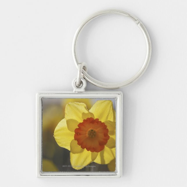 Chaveiro Feche acima Daffodil amarelo/alaranjado (Frente)