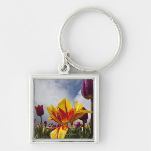 Chaveiro Feche acima das tulipas de florescência coloridas