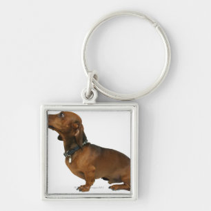 Chaveiro Feche acima de um dachshund