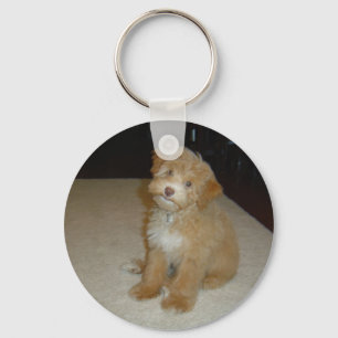 Chaveiro Filhote de cachorro adorável de Schnoodle