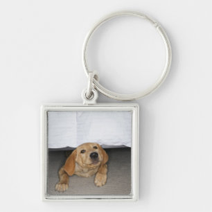 Chaveiro Filhote de cachorro amarelo do laboratório colado