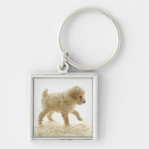 Chaveiro Filhote de cachorro da caniche