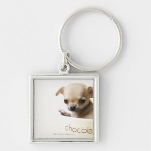 Chaveiro Filhote de cachorro da chihuahua na bacia