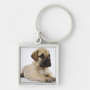 Chaveiro Filhote de cachorro de great dane que encontra-se