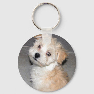 Chaveiro Filhote de cachorro de Havanese