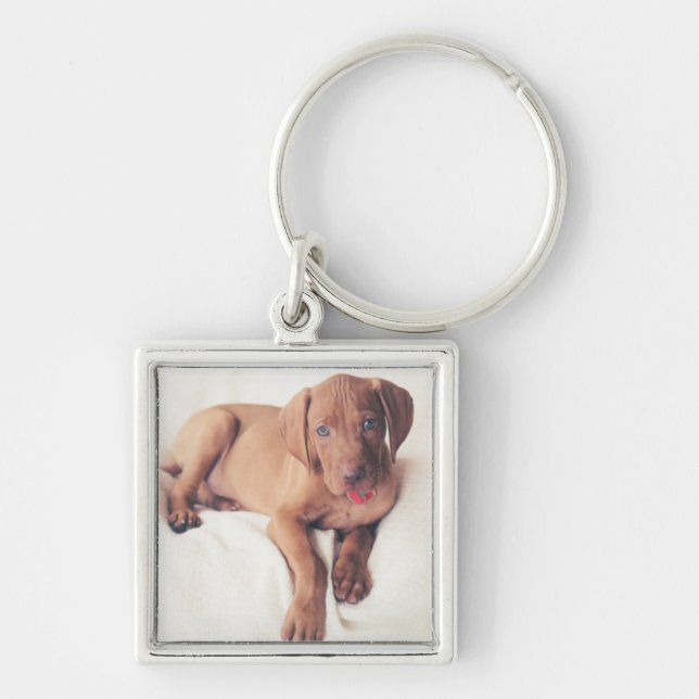 Chaveiro Filhote de cachorro de Vizsla do Hungarian (Frente)