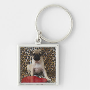 Chaveiro Filhote de cachorro do Pug que senta-se contra o