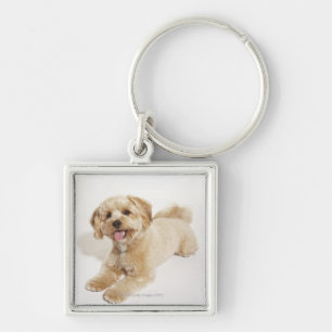 Chaveiro Filhote de cachorro (familiaris do Canis) 2