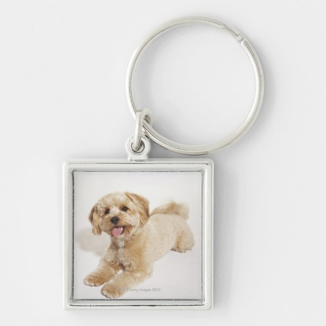 Chaveiro Filhote de cachorro (familiaris do Canis) 2 (Frente)