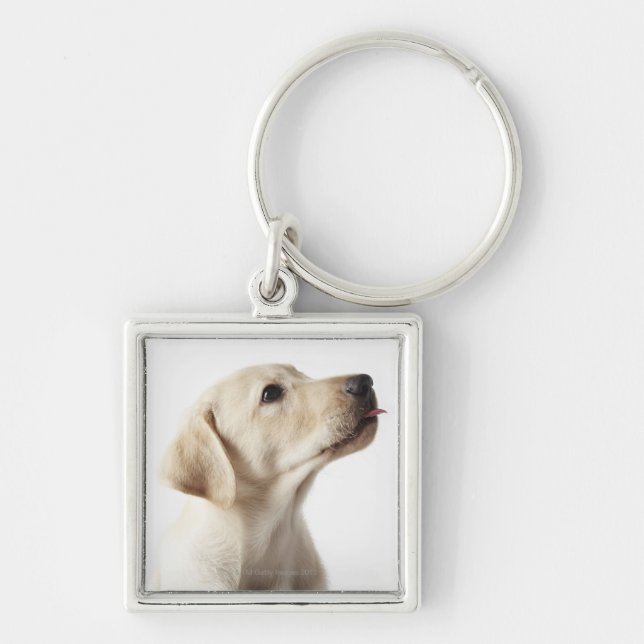 Chaveiro Filhote de cachorro louro de Labrador que cola (Frente)