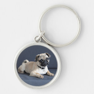 Chaveiro Filhote de cachorro no sofá Lounging