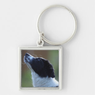 Chaveiro filhote de cachorro novo border collie
