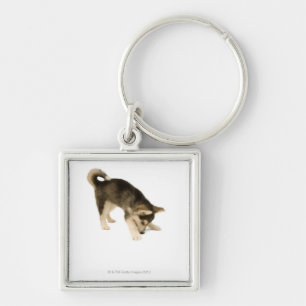 Chaveiro Filhote de cachorro ronco 2