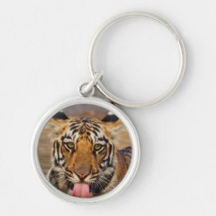 Chaveiro Filhote de tigre-bengala-real, bebendo água