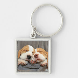 Chaveiro Filhotes de cachorro sonolentos