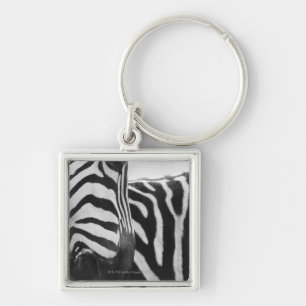 Chaveiro Fim-acima da cara e do ombro da zebra