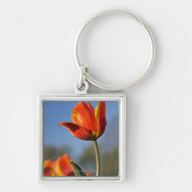 Chaveiro Fim-acima de flores da tulipa (Frente)