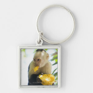 Chaveiro Fim-acima de um macaco do capuchin que come uma
