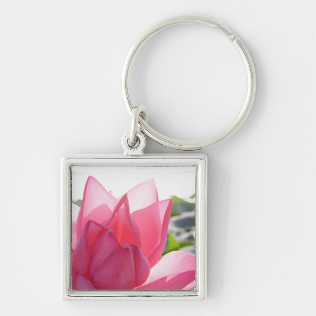 Chaveiro flor de lótus [Nelumbo speciosum] em plena (Frente)